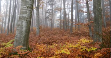 Herbstwald im Nebel