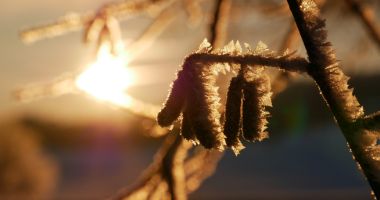 Frost auf Haselkätzchen im Sonnenaufgang